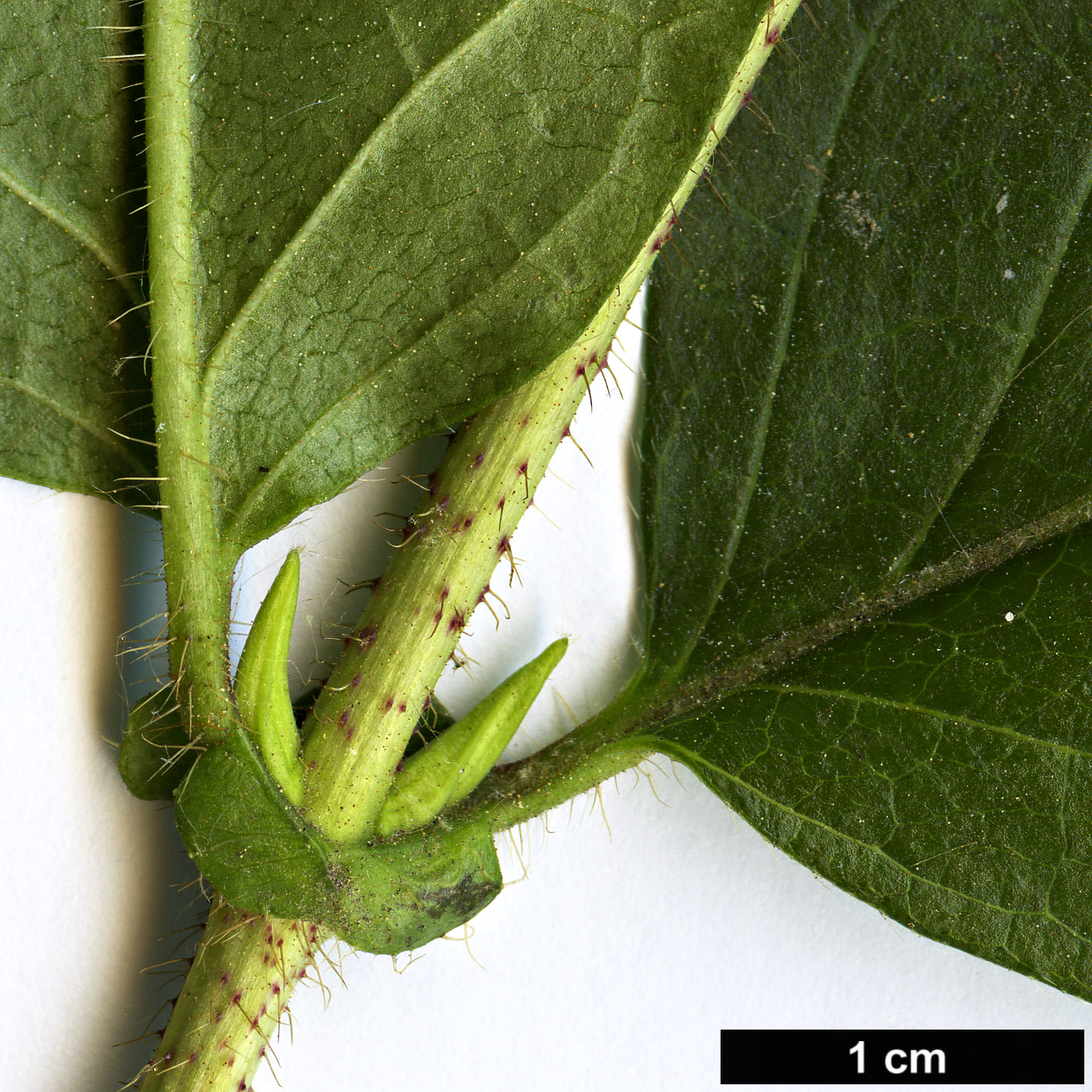 High resolution image: Family: Caprifoliaceae - Genus: Lonicera - Taxon: vesicaria